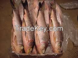 Frozen Rohu Fish