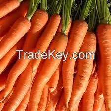 Fresh Carrots