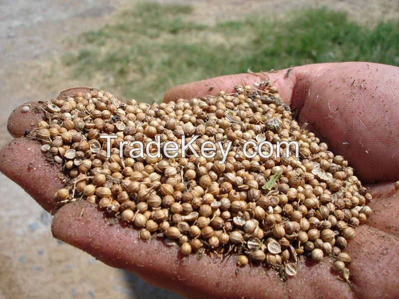 Good quality products Coriander Seed