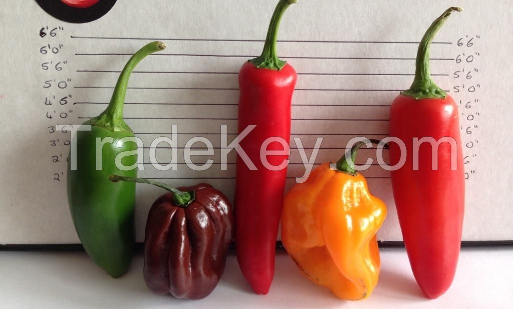 Good quality products Red Hot Chilli