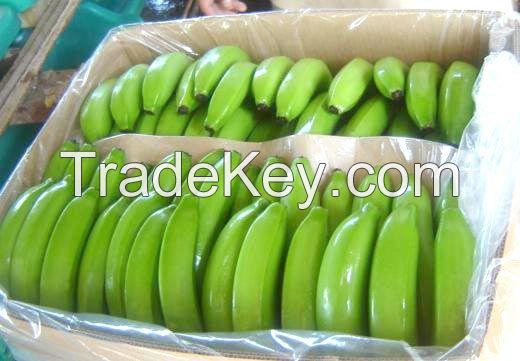 Green Banana/ Fresh Banana/ Cavendish Banana high quality from S.A