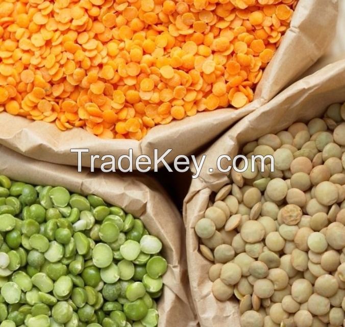 High Quality Red and Green Lentils