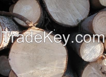 Spruce Logs, Pine Logs