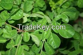 Moringa leaf powder, Moringa seeds, and Moringa leaves distributor