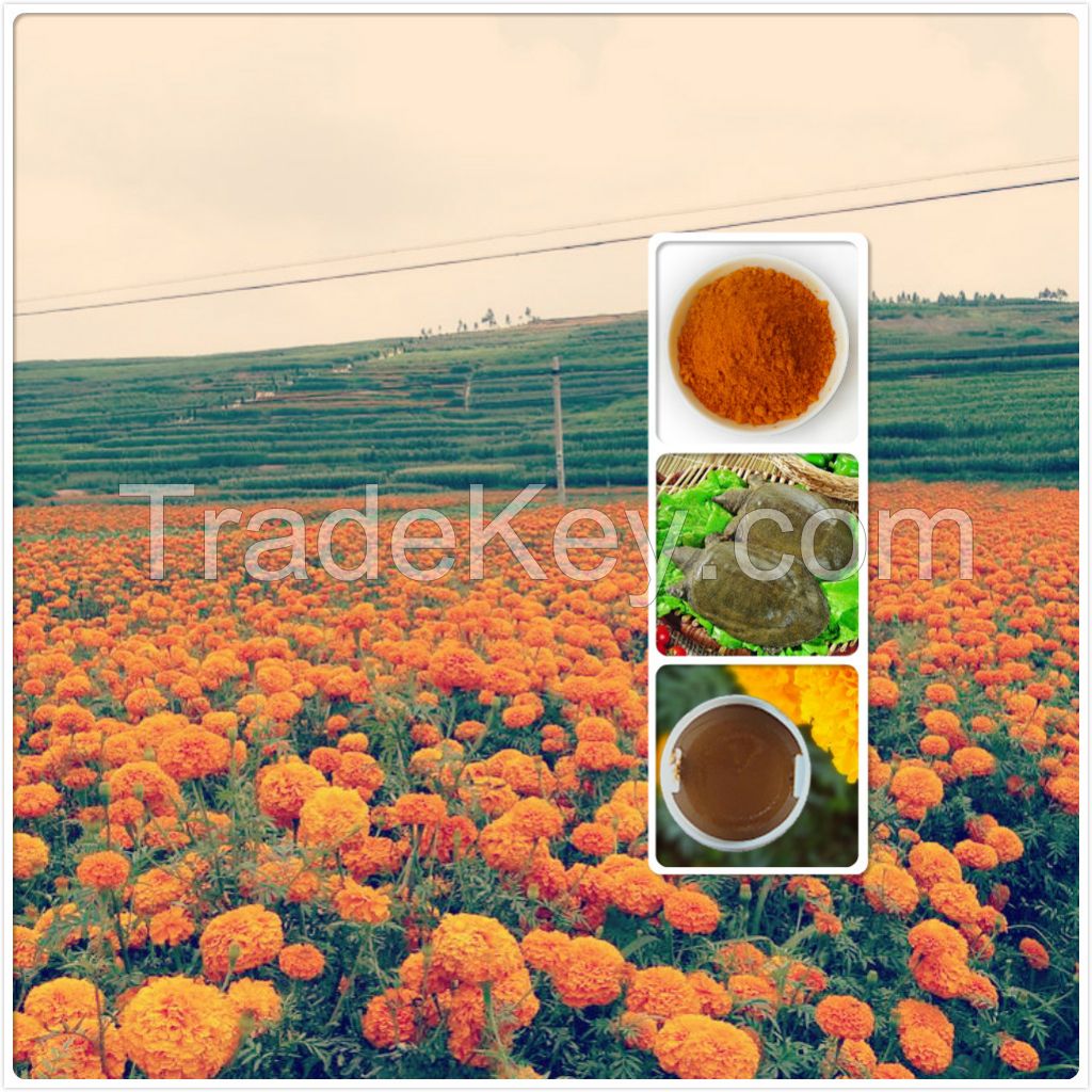 Feed Grade lutein