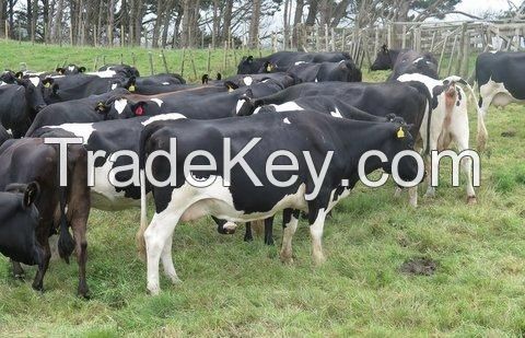 Diary Cows/Freisian Cows, Heifer Cows, Holstein Cows