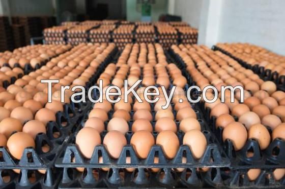 Fresh Laid Chicken Eggs