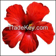 Sell Hibiscus Flowers