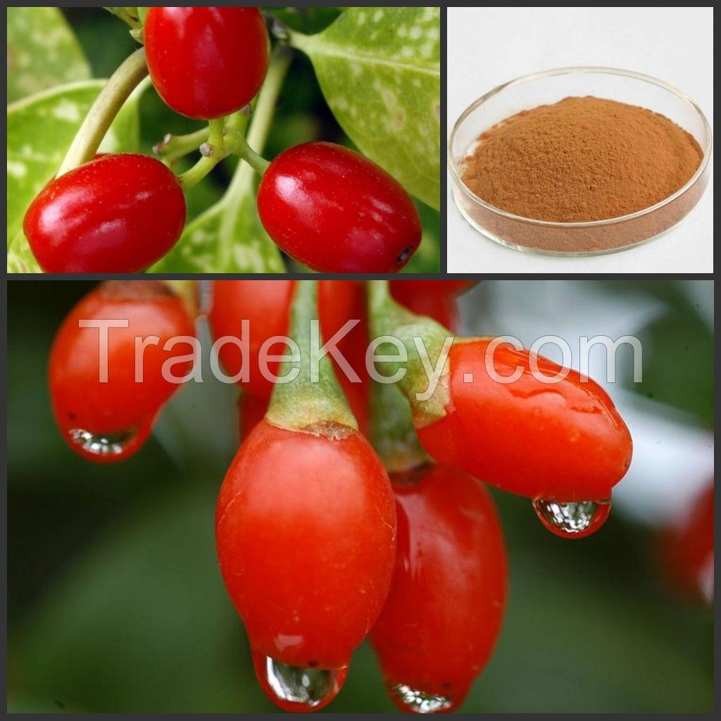 Supply Natural 10%-50% Goji Berry Extract powder Wolfberry powder