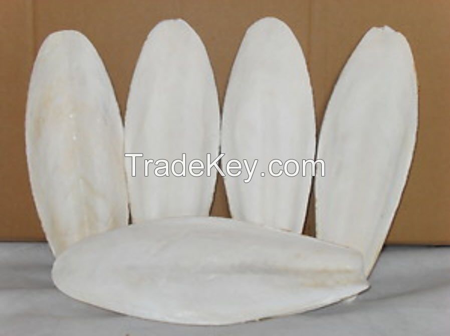 Cuttlefish bone