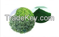 Spirulina Extract Powder