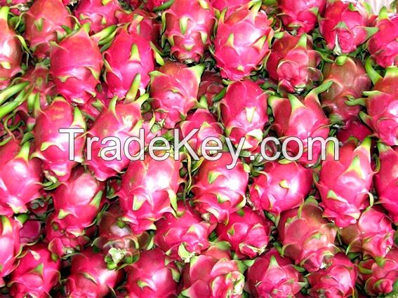 High quality fresh DRAGON FRUIT (+841642828779)