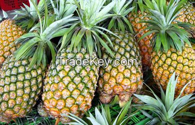 FRESH PINEAPPLE (+841642828779)