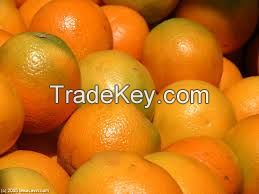 High Quality Fresh Orange