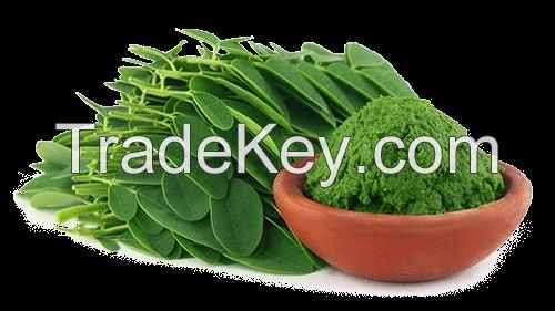 Moringa Oleifera Powder Vietnam