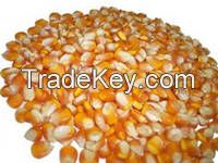 Yellow Corn/Maize for Animal Feed