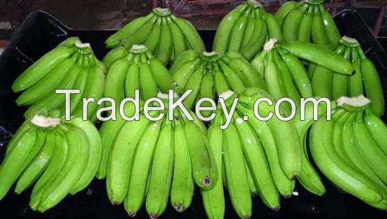 green Cavendish banana