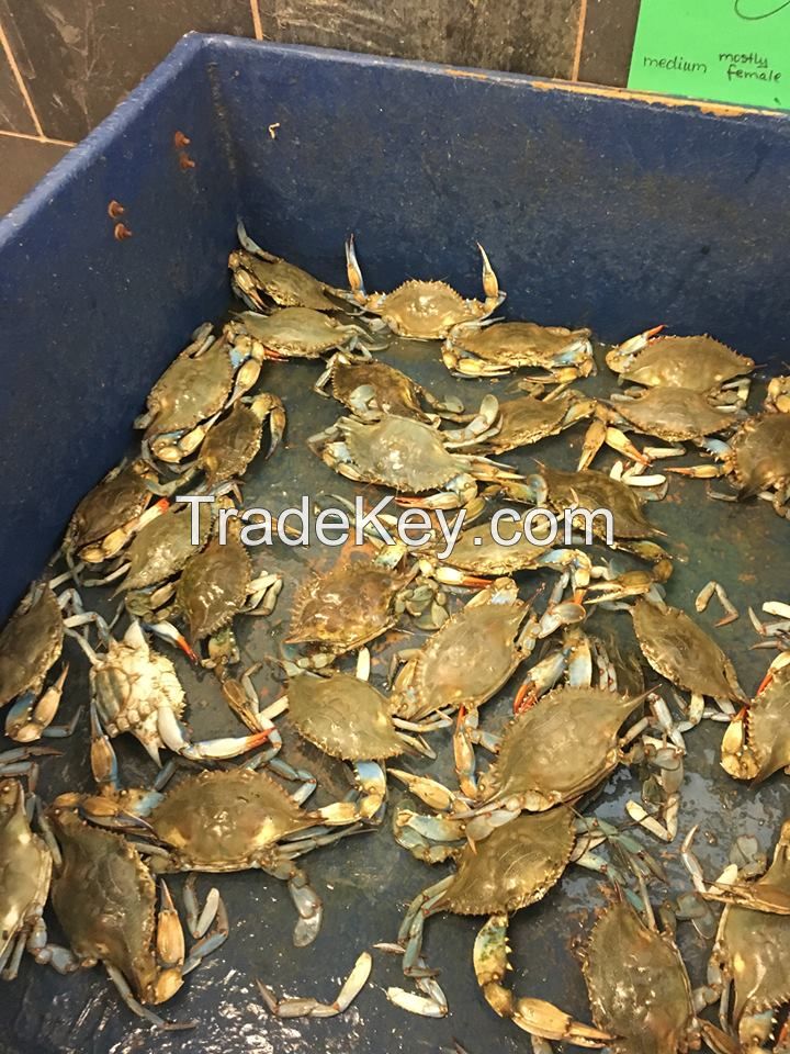 Crab seafood