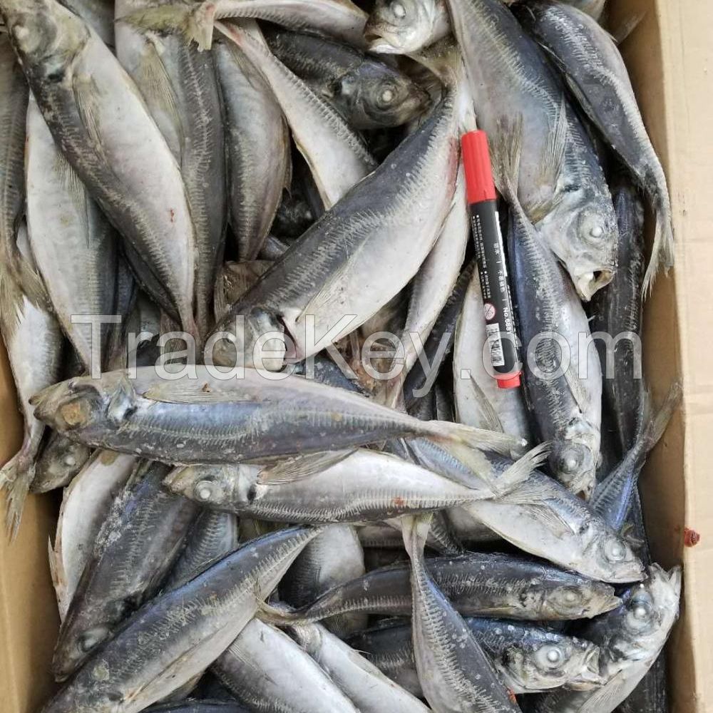 seafood frozen horse mackerel blocks fish