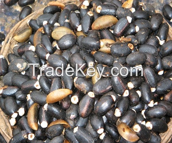 Jatropha Seeds