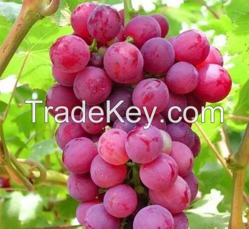 Fresh Grapes