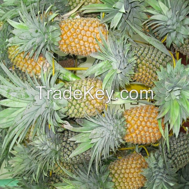 Fresh Pineapples