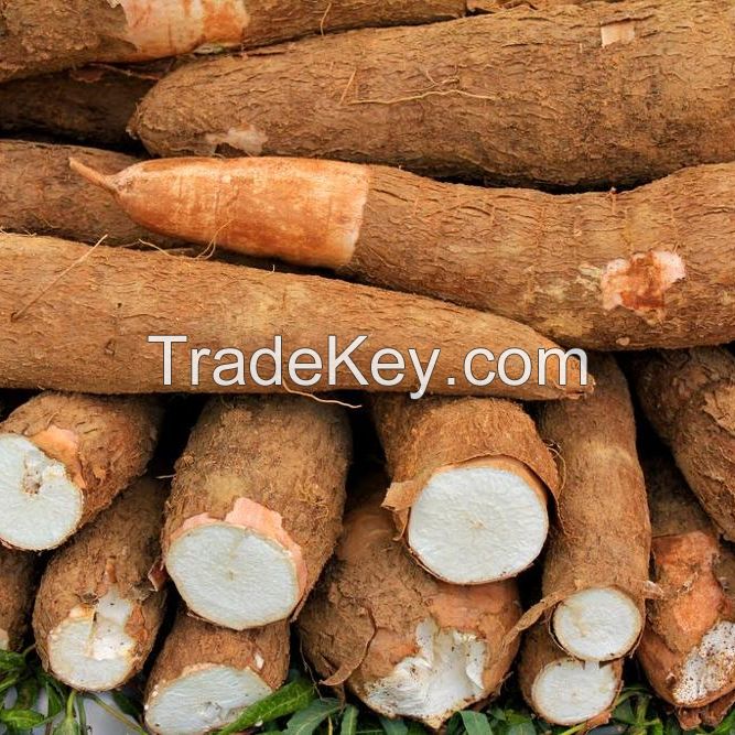 Fresh Cassava