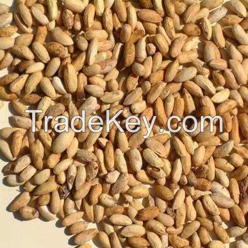 Neem seed