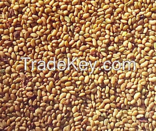 Alfalfa seeds