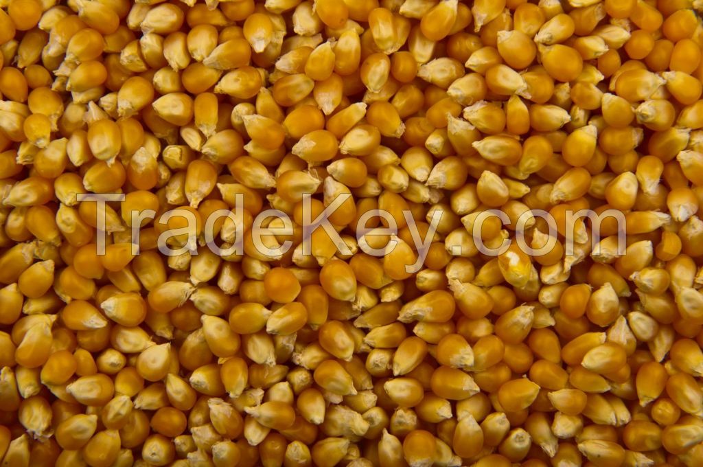 Feed Corn