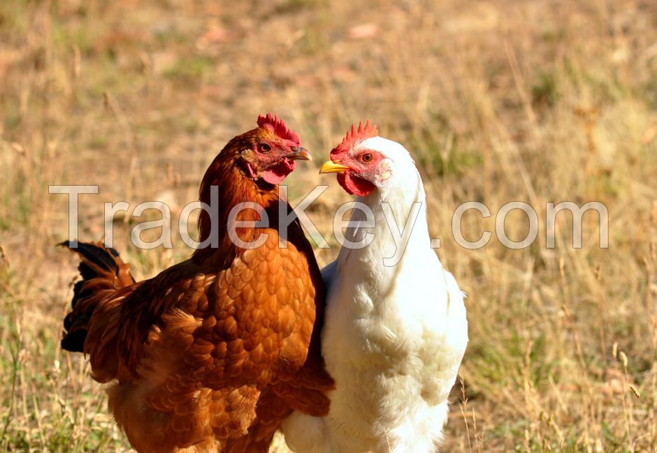 Chooks