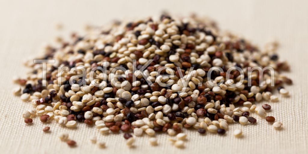 Organic Quinoa Grains