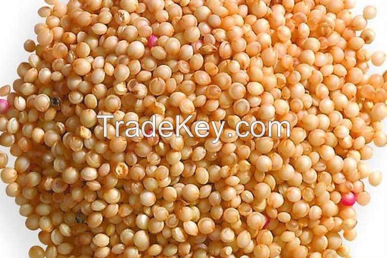 Organic Amaranth Grains