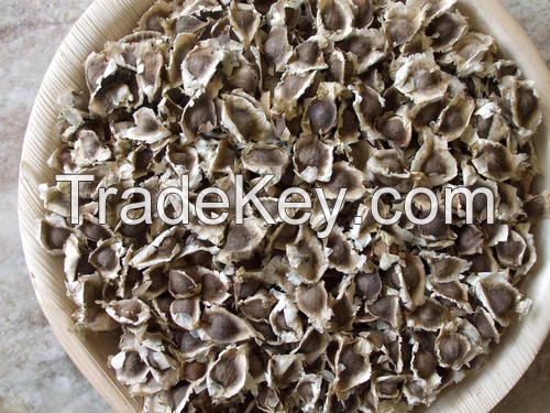 Hight Quality Moringa Oleifeira Seed