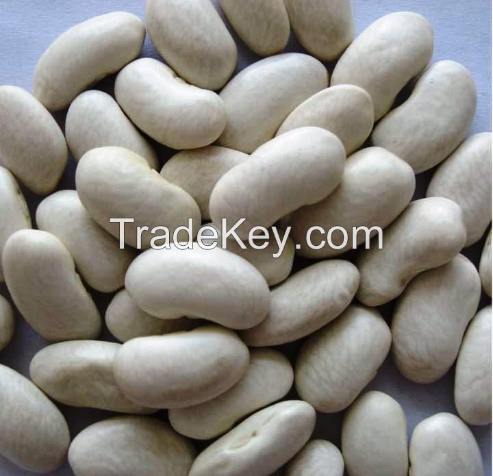 White kidney beans Size: 100-120 , 180-200 , 200-200 / 100 grams, 220-240, 240-280, 280-300, 300-330, 330-360/100g