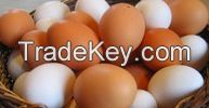 Fresh Eggs, Brown and white egg chicken, Cobb 500 and Ross 308 broiler hatching eggs