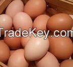 Fresh chicken egg white and brown size : 40g-50g-60g-65g-70g
