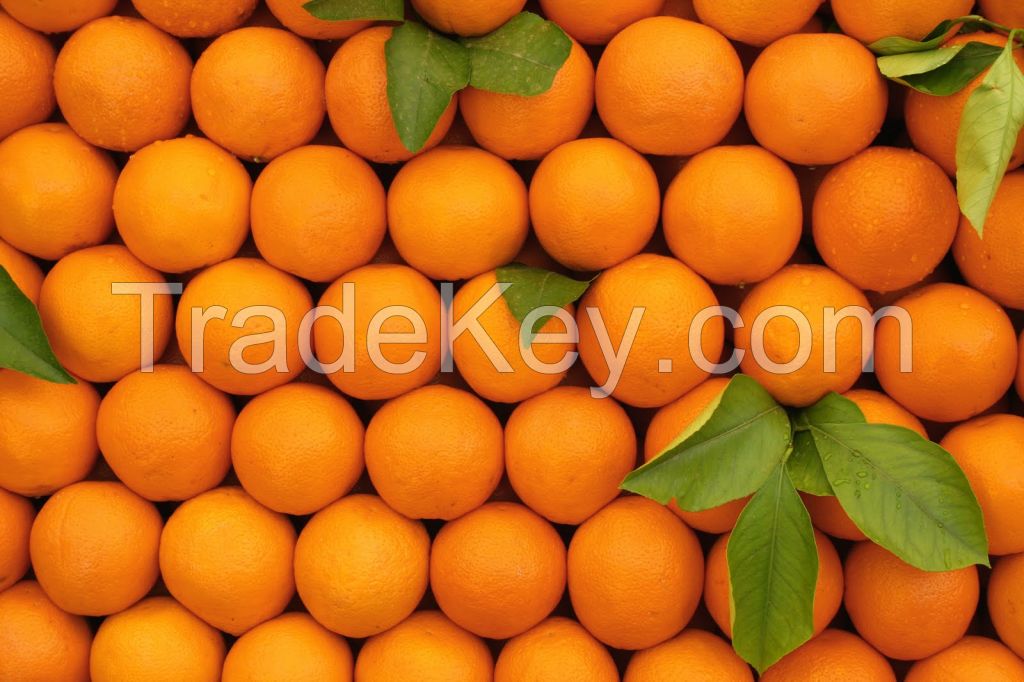 Fresh Citrus fruits, Apple, oranges, lemon, bananna, avocado, fresh vegetables