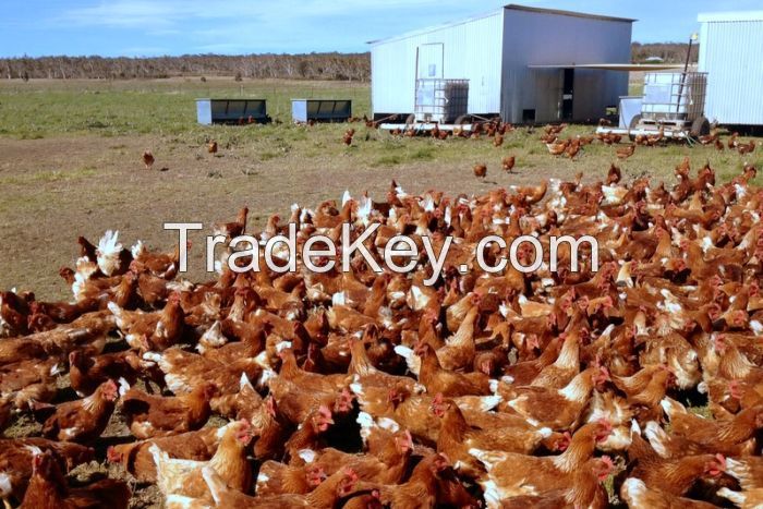 Healthy layer chickens, layer mesh, fresh eggs chicken coops and cages for sale