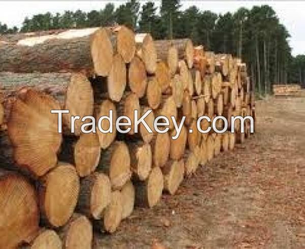 Acacia Wood Log for sale