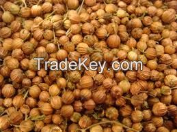 Coriander Seeds