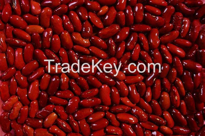 Dried style low price dark red kidney bean