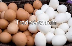 farm fresh table egg