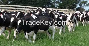 holstein cow for sale