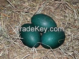 Emu Eggs For Sale (Both Fertile and Emu Eggs for Human consumption)