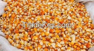 Yellow Corn For Animal Feed