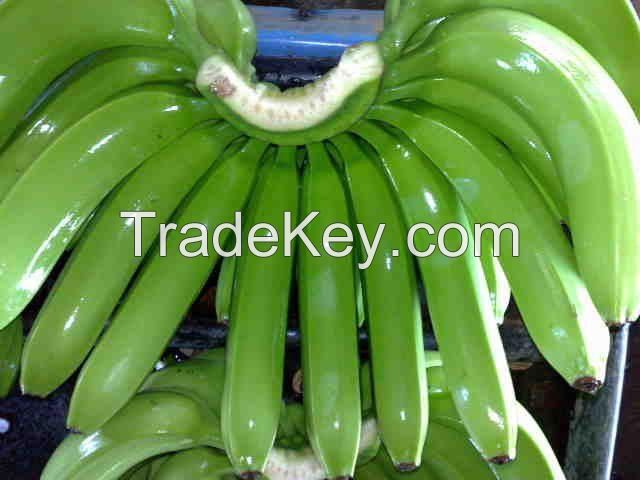 fresh green bananas
