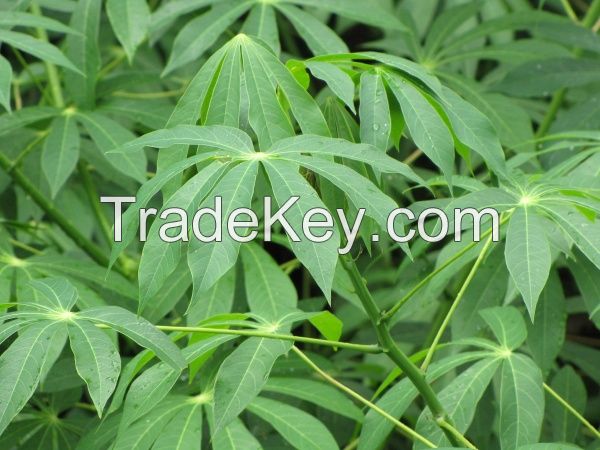 Cassava leaves