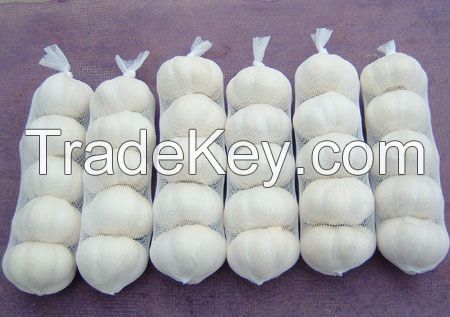 Fresh garlic white/Normal white garlic