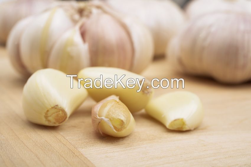 Garlic New crops fresh garlic 4.5cm-6.0cm